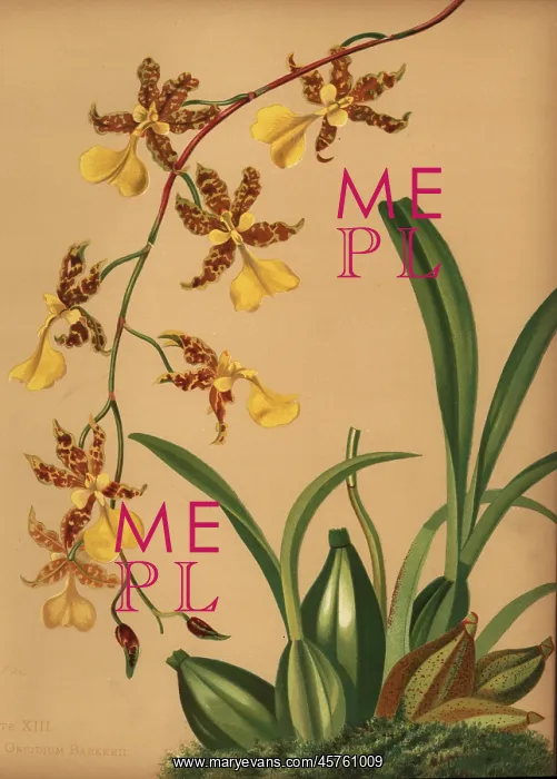 : Dancing lady orchid, Oncidium tigrinum : Dancing lady orchid, Oncidium tigrinum
