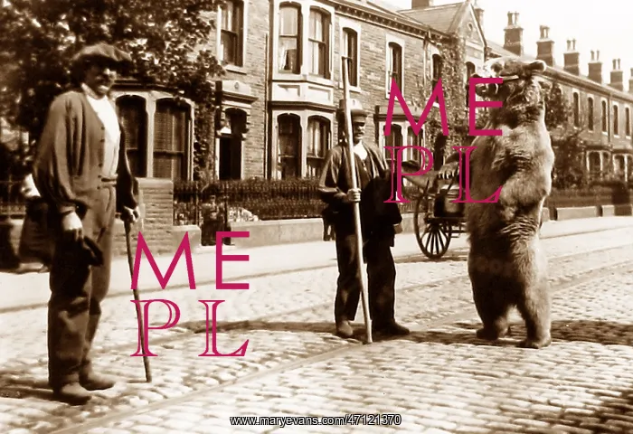  : Dancing performing bear, Colne Road, Burnley