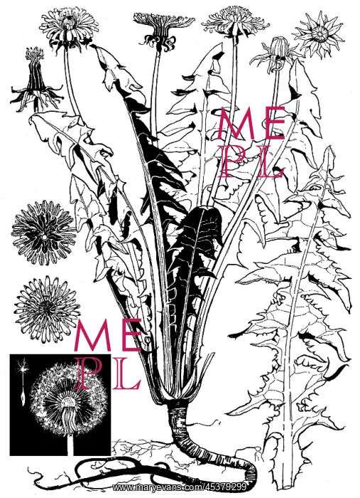 : Dandelion. Studies in plant form with suggestions for their application to design : Dandelion. Studies in plant form with suggestions for their application to design