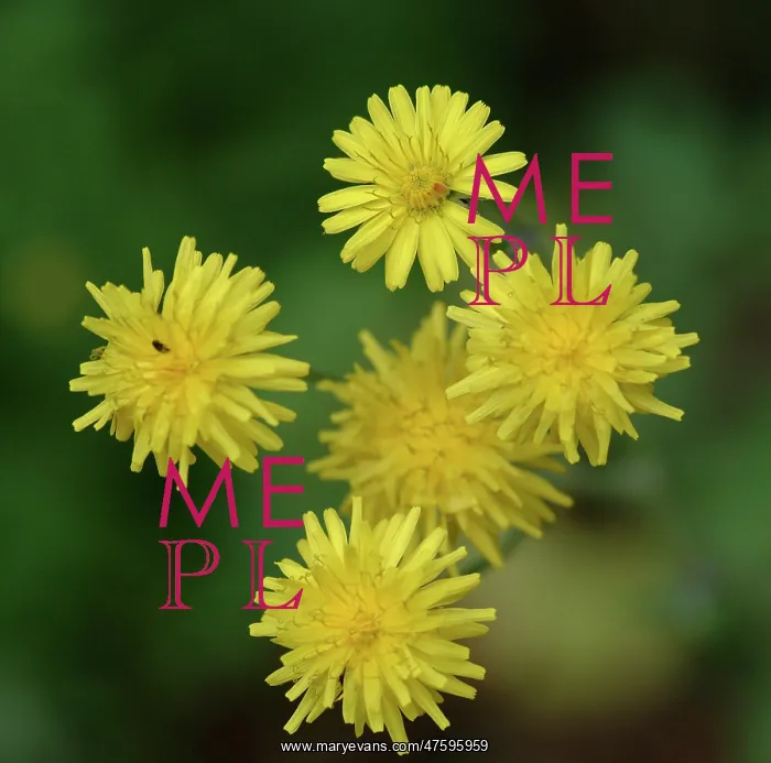 : Dandelion growing in the Wildlife Garden at the Natural History Museum, London : Dandelion growing in the Wildlife Garden at the Natural History Museum, London
