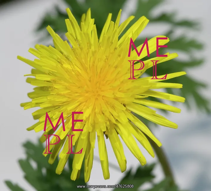 : Dandelion. A dandelion from the Wildlife Garden at the Natural History Museum, London : Dandelion. A dandelion from the Wildlife Garden at the Natural History Museum, London
