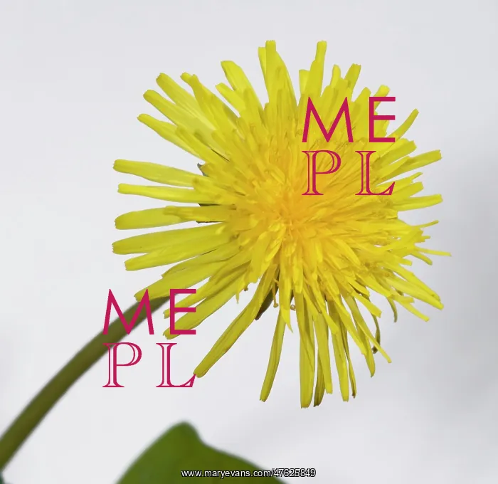 : Dandelion. A dandelion from the Wildlife Garden at the Natural History Museum, London : Dandelion. A dandelion from the Wildlife Garden at the Natural History Museum, London