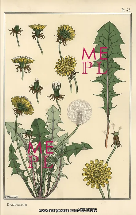 : Dandelion botanical study : Dandelion botanical study