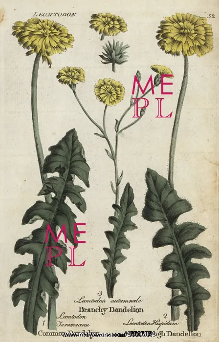 : Dandelion, branchy dandelion, and rough hawkbit : Dandelion, branchy dandelion, and rough hawkbit