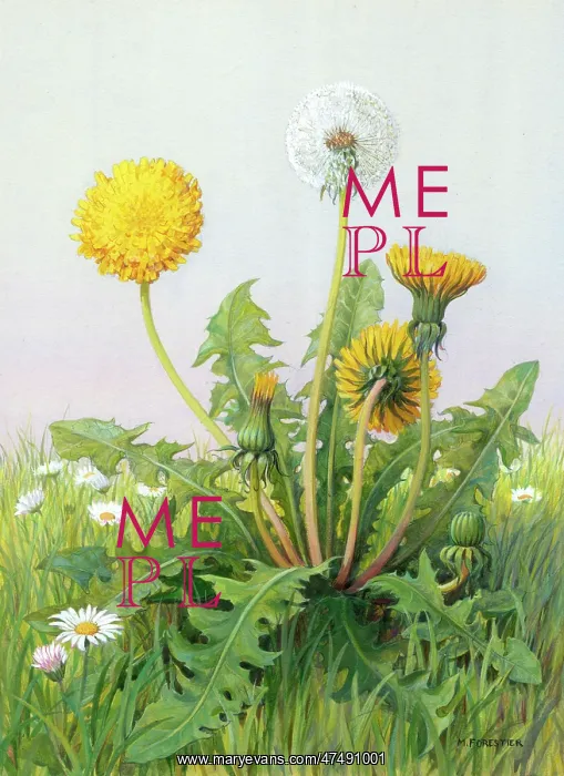 : Dandelion ' with flowers and seed head : Dandelion ' with flowers and seed head