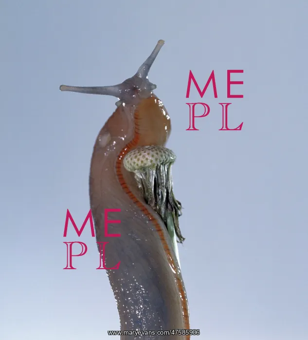 : Slug. On dandelion stem : Slug. On dandelion stem