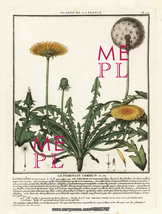 : Dandelion, Taraxacum campylodes : Dandelion, Taraxacum campylodes