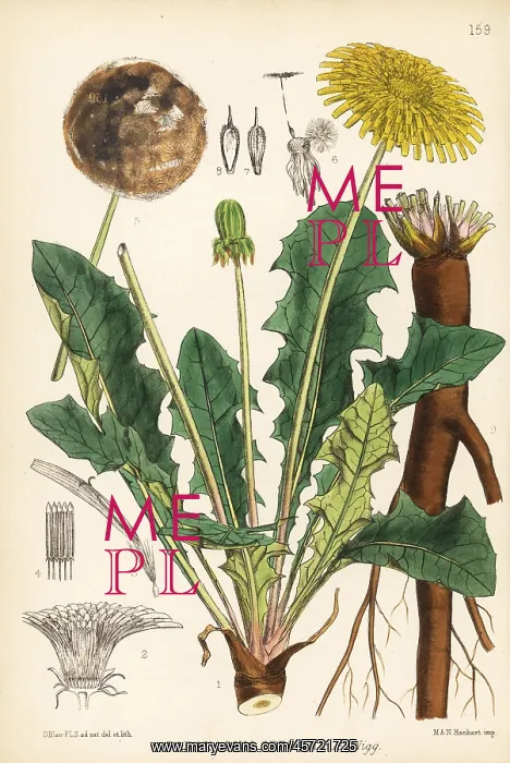 : Dandelion, Taraxacum officinale : Dandelion, Taraxacum officinale