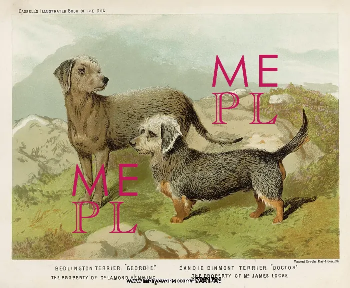 : DANDIE DINMONT AND BEDLINGTON : DANDIE DINMONT AND BEDLINGTON