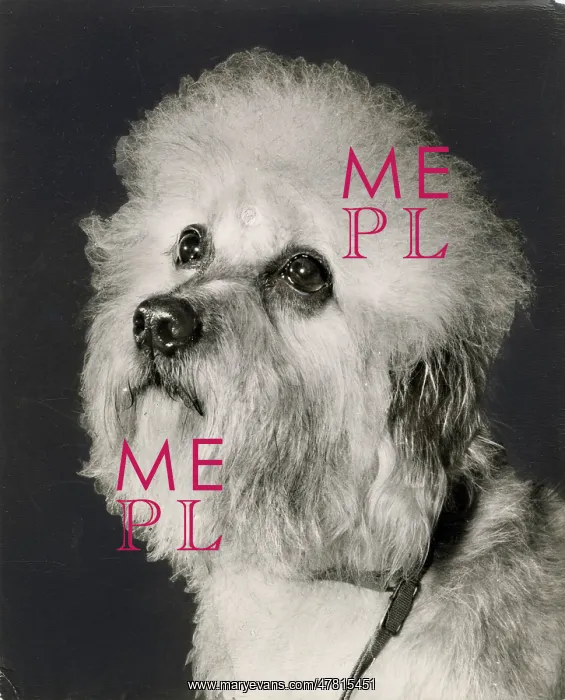  : Dandie Dinmont dog looking up