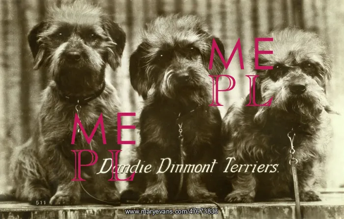  : Three Dandie Dinmont Terriers