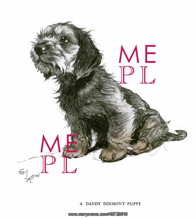  : Dandy Dinmont terrier puppy