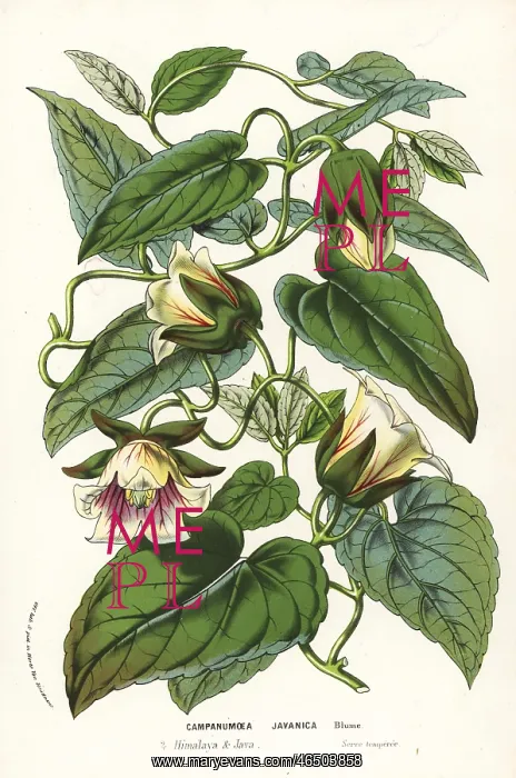 : Dangshen, Codonopsis javanica : Dangshen, Codonopsis javanica