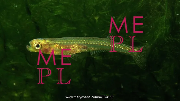 : Danionella dracula, minnow : Danionella dracula, minnow