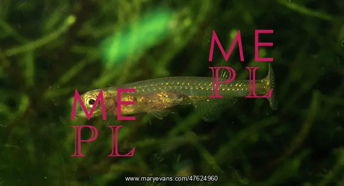 : Danionella dracula, minnow : Danionella dracula, minnow
