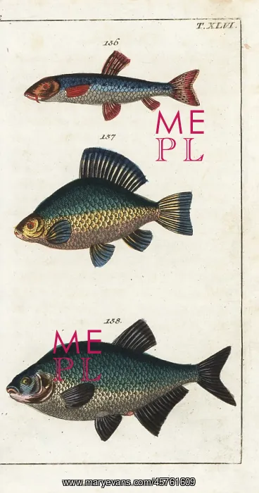 : Danube gudgeon, crucian carp and bream : Danube gudgeon, crucian carp and bream