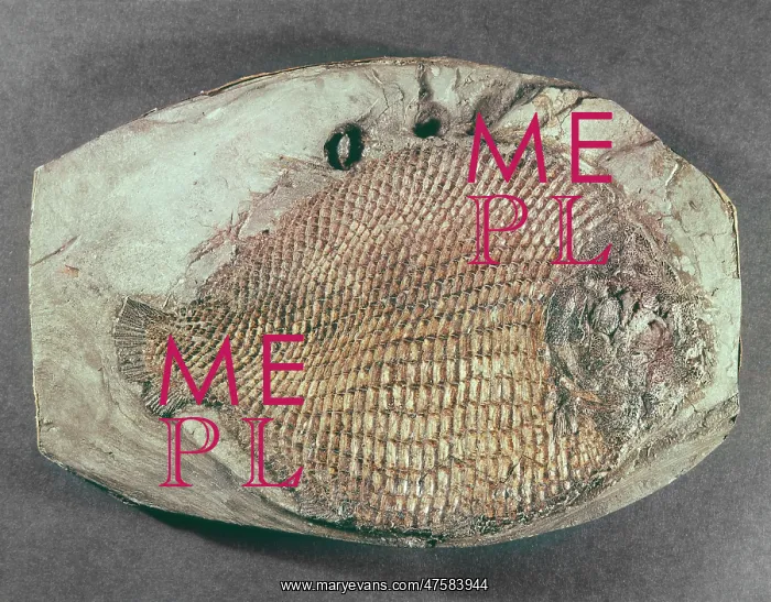 : Dapedium orbicularis, fossil fish : Dapedium orbicularis, fossil fish