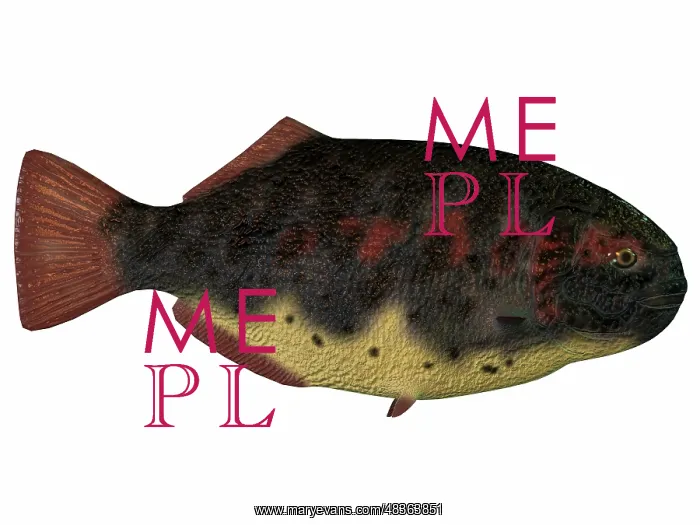: Dapedius, an extinct species of primitive ray-finned fish : Dapedius, an extinct species of primitive ray-finned fish