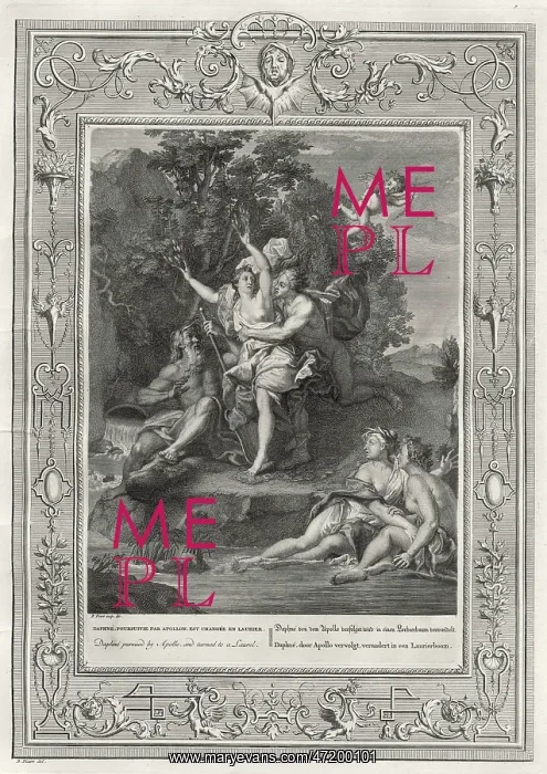 : Daphne Becomes Laurel : Daphne Becomes Laurel