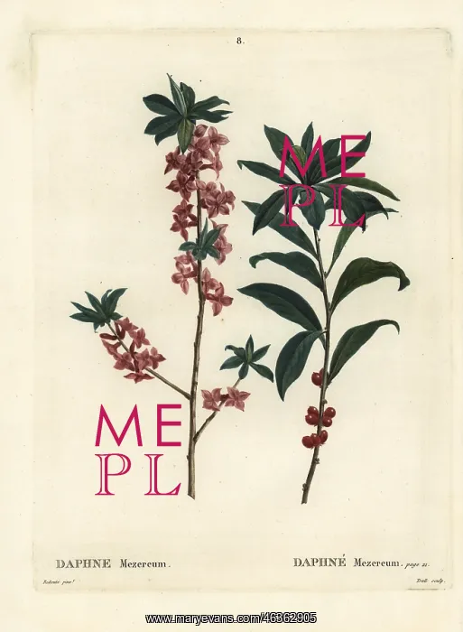 : Daphne or mezereon, Daphne mezereum : Daphne or mezereon, Daphne mezereum