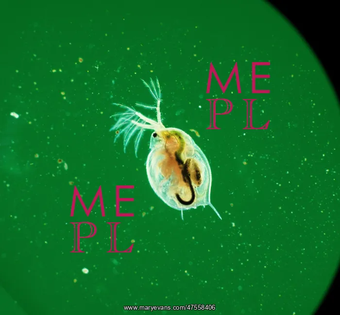 : Daphnia, water flea : Daphnia, water flea