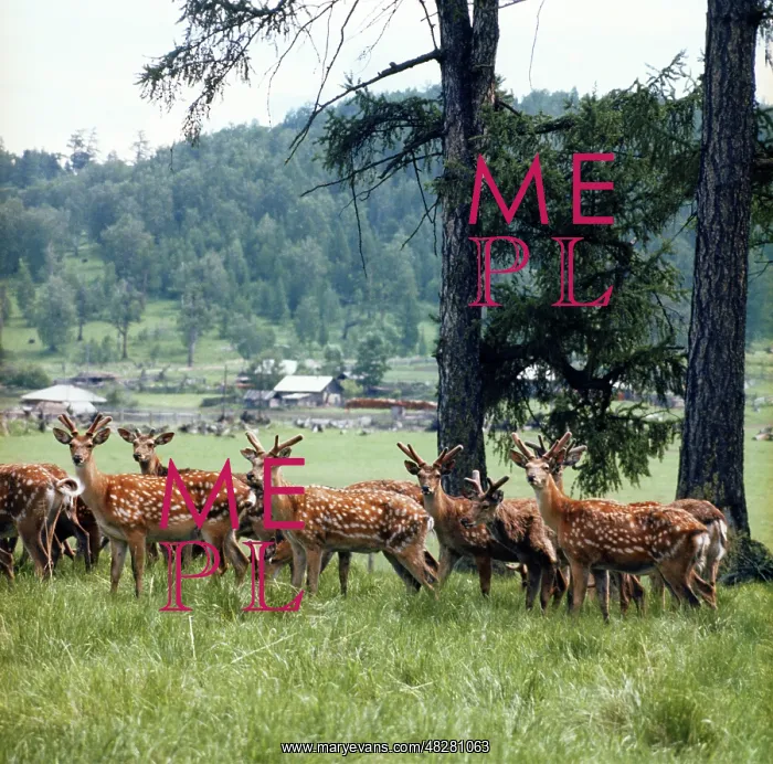 : Dappled deer, 1982 : Dappled deer, 1982