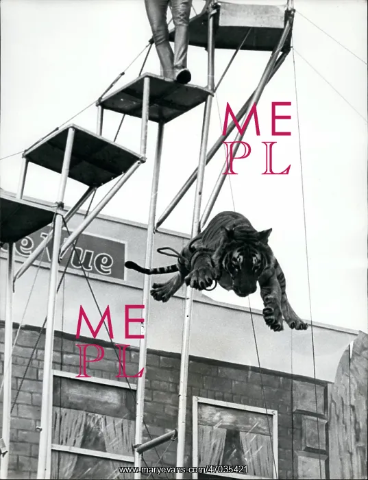 : Daredevils - Stunts : Daredevils - Stunts