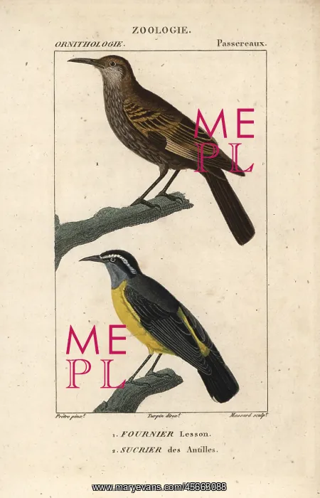 : Dark-bellied cinclodes, Cinclodes patagonicus : Dark-bellied cinclodes, Cinclodes patagonicus