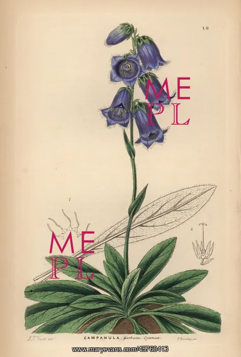 : Dark blue bearded bellflower, Campanula barbata cyanea : Dark blue bearded bellflower, Campanula barbata cyanea