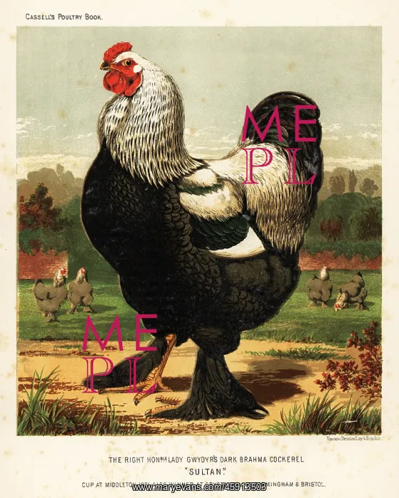 : Dark Brahma cockerel : Dark Brahma cockerel