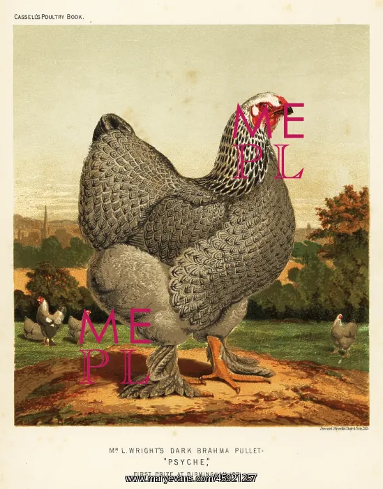 : Dark Brahma pullet : Dark Brahma pullet