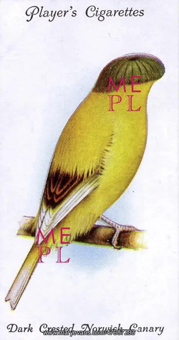  : Dark Crested Norwich Canary