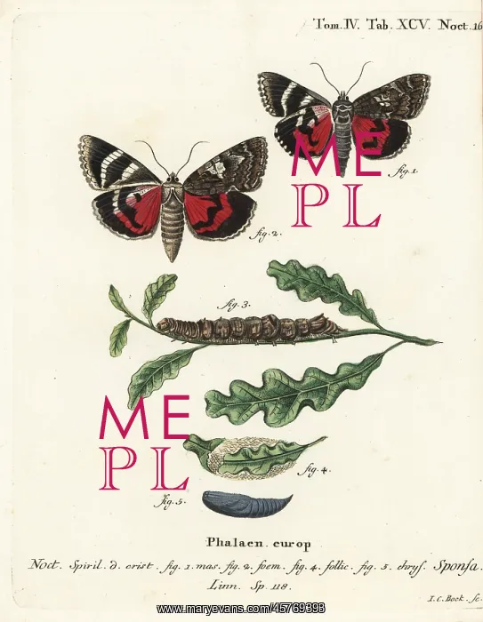 : Dark crimson underwing, Catocala sponsa : Dark crimson underwing, Catocala sponsa