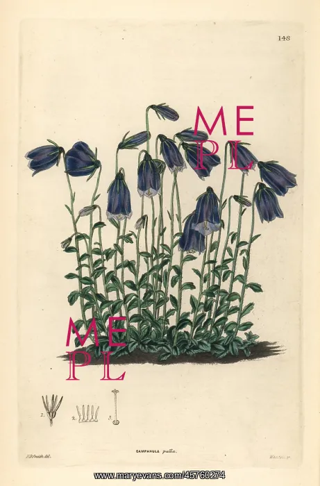 : Dark-flowered bellflower, Campanula pulla : Dark-flowered bellflower, Campanula pulla