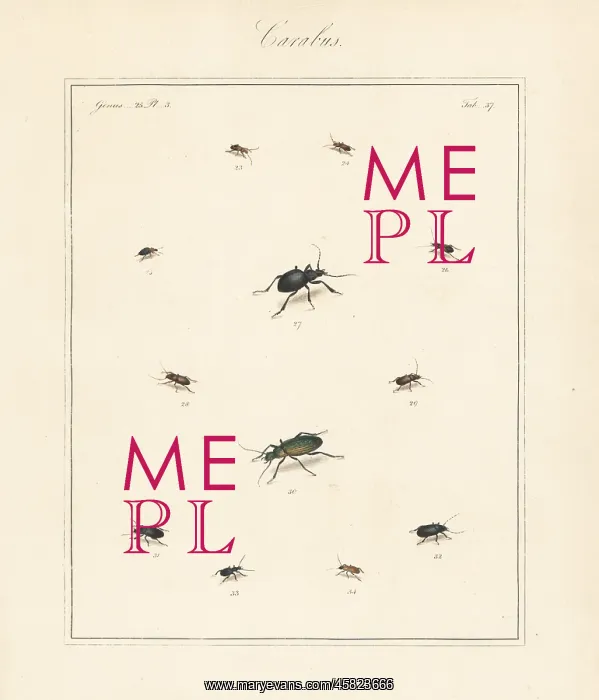  : Dark harp ground beetle, granulate ground beetle, etc