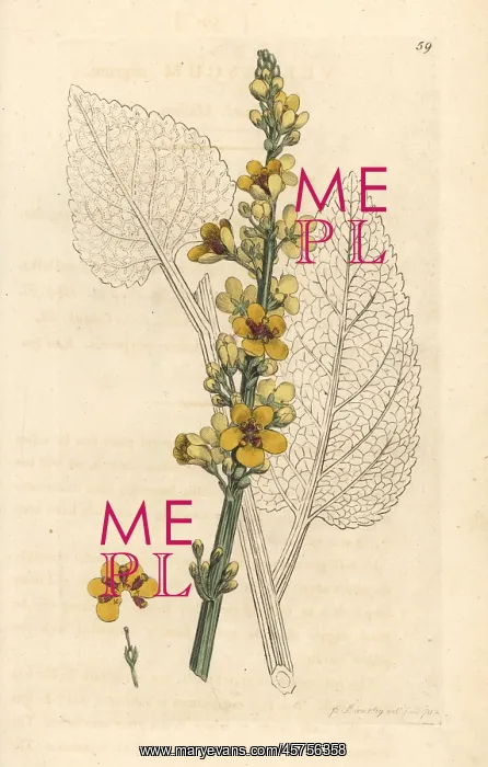 : Dark mullein, Verbascum nigrum : Dark mullein, Verbascum nigrum