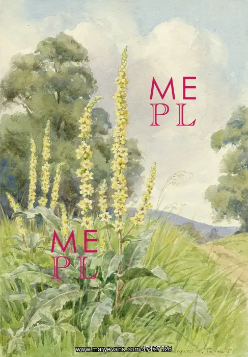: Dark Mullein (Verbascum nigrum) in landscape : Dark Mullein (Verbascum nigrum) in landscape