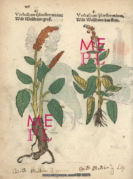 : Dark mullein, Verbascum nigrum, varieties : Dark mullein, Verbascum nigrum, varieties