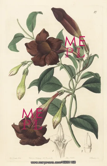 : Dark-purple echites, Echites atropurpurea : Dark-purple echites, Echites atropurpurea