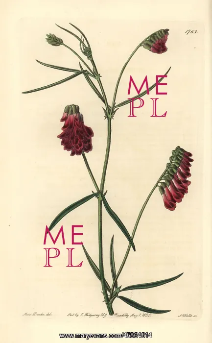 : Dark purple orobus, Vicia sicula : Dark purple orobus, Vicia sicula