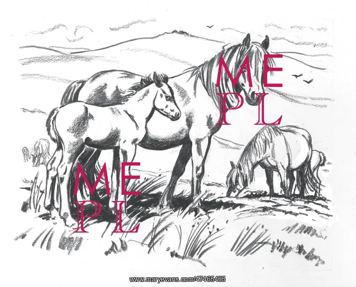: Dartmoor Ponies ? mare and foal : Dartmoor Ponies ? mare and foal
