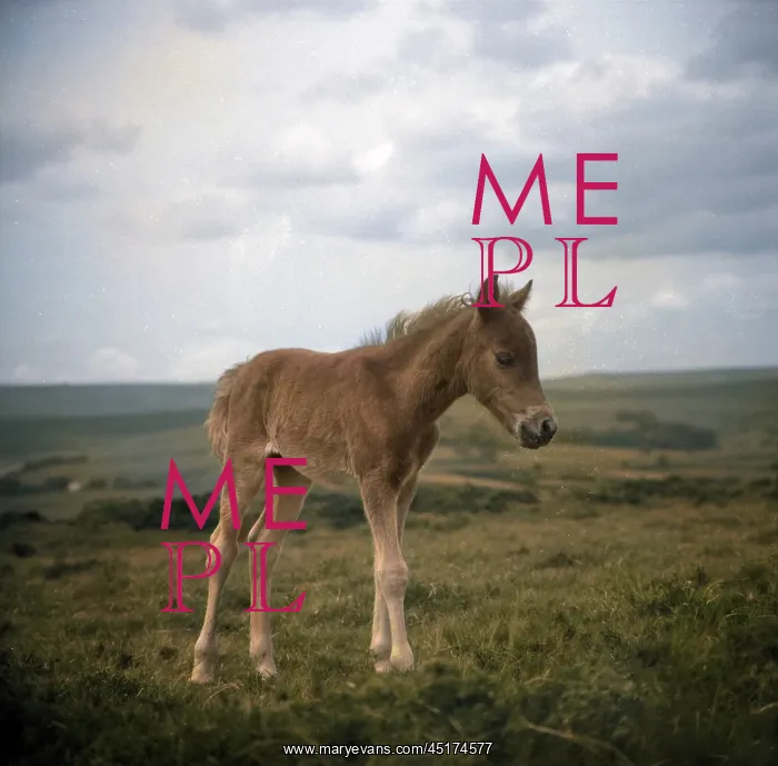  : Dartmoor pony, Devon