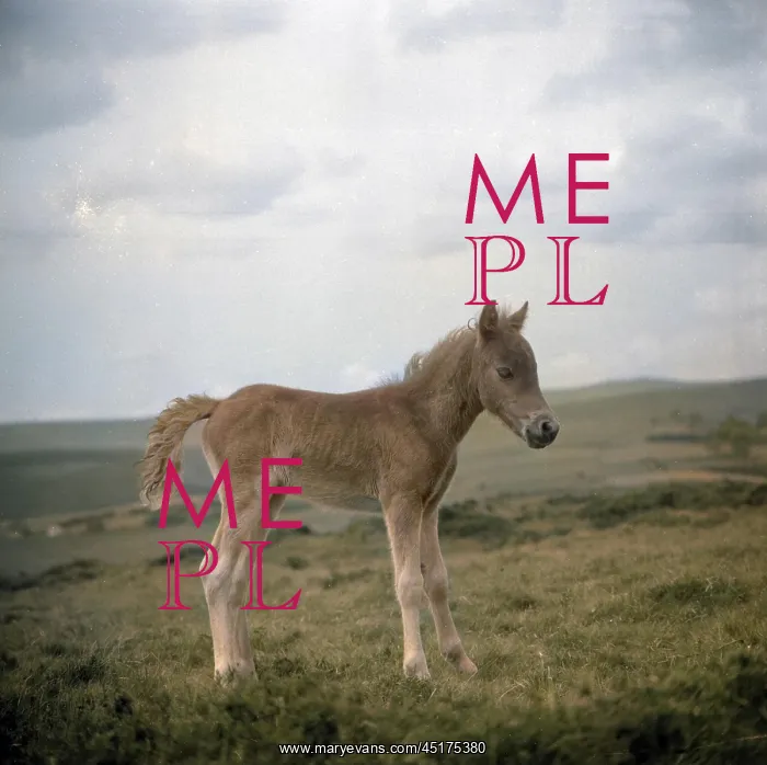  : Dartmoor pony, Devon