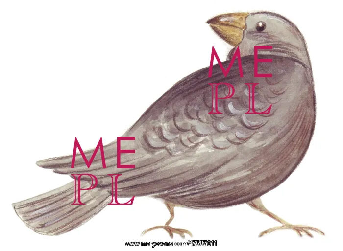 : Darwin finch : Darwin finch