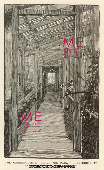 : DARWIN / GREENHOUSE / 1882 : DARWIN / GREENHOUSE / 1882