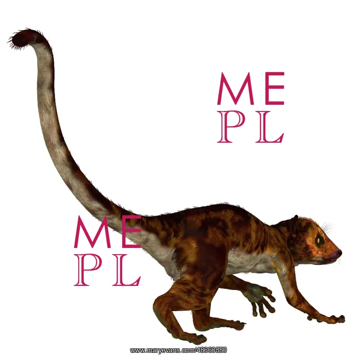 : Darwinius primate from the Eocene epoch : Darwinius primate from the Eocene epoch
