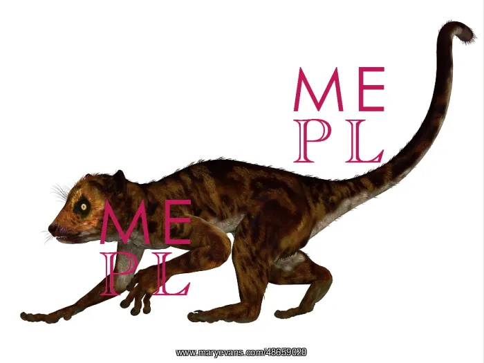 : Darwinius primate from the middle Eocene epoch : Darwinius primate from the middle Eocene epoch