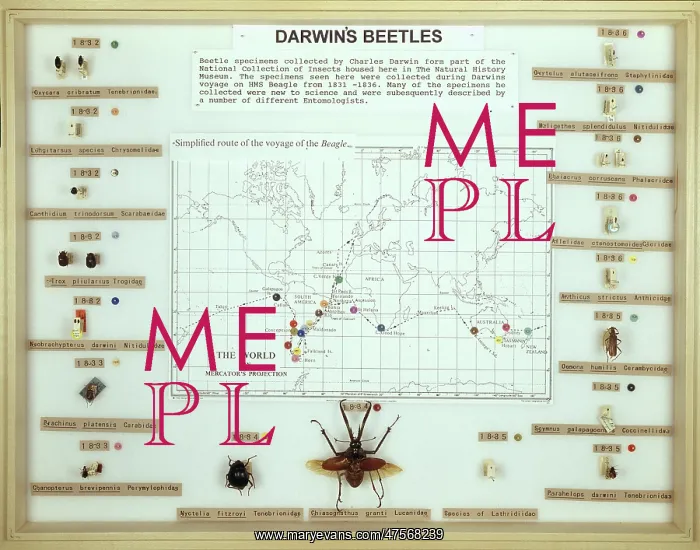 : Darwin's beetles : Darwin's beetles