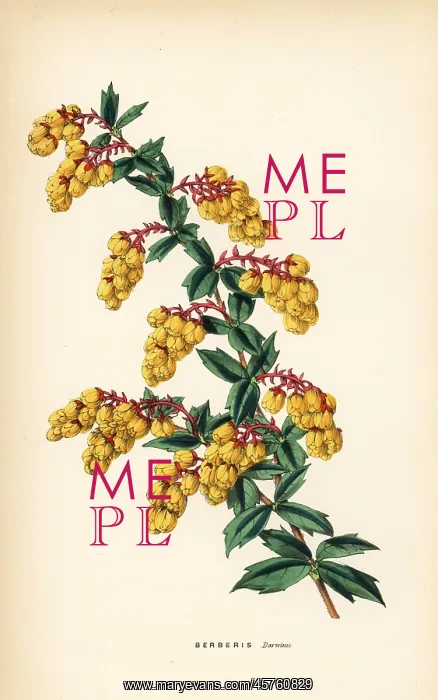 : Darwin's berberry, Berberis darwinii : Darwin's berberry, Berberis darwinii
