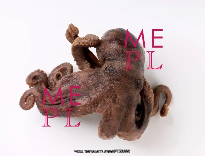 : Darwin's Octopus : Darwin's Octopus